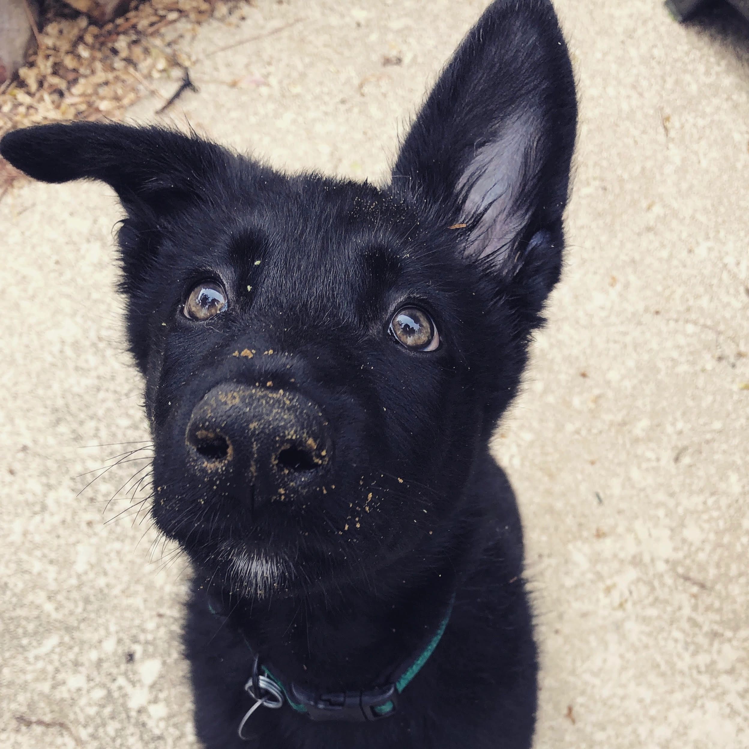 Relief Vet DFW Relief Veterinarian Dallas, Texas